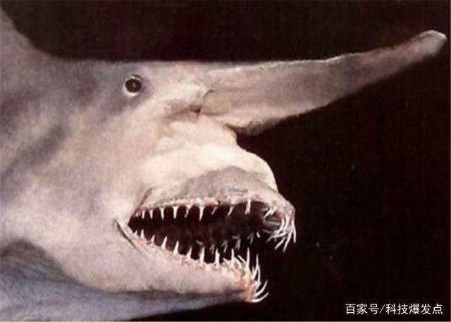 鲨鱼的嘴里长出“ld体育官方入口（中国）有限公司”，逮捕猎物极为锋利，科学家研究上百年！